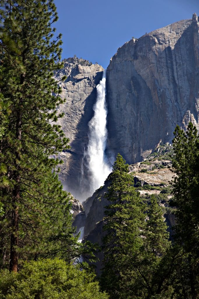 Stunning view of Yosemite Falls cascading down cliffs surrounded by lush pine trees in summer.