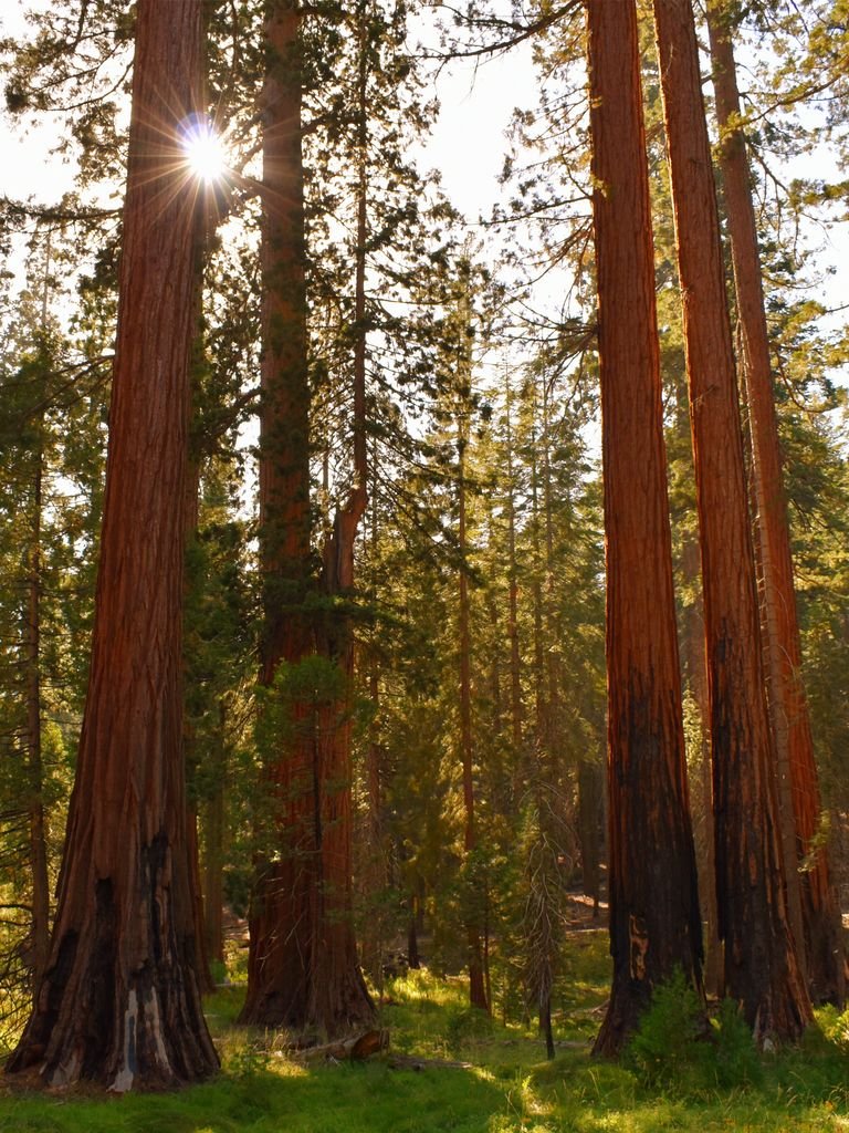 Sunlit sequoia trees captured in an evergreen forest, highlighting nature's beauty and tranquility.
