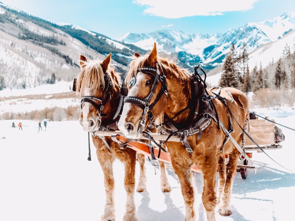 Two horses pull a sled in snowy Aspen with stunning mountain backdrop.